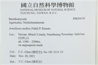 登錄號:F0039079藏品圖，第2張