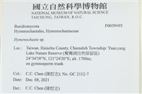 刺革菌屬藏品圖，第1張