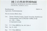 利氏小菇藏品圖，第2張