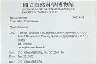 絲皮菌屬藏品圖，第1張