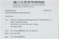 木齒菌屬藏品圖，第2張