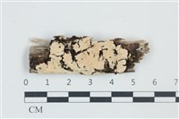 木齒菌屬藏品圖，第1張