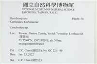 樹狀皮革菌屬藏品圖，第2張