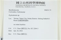 絲齒菌屬藏品圖，第1張