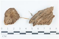 登錄號:F0039186藏品圖，第1張