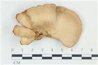 登錄號:F0039189藏品圖，第1張