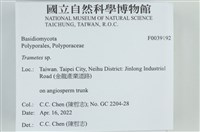 栓菌屬藏品圖，第2張