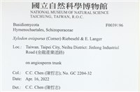 卵孢木齒菌藏品圖，第2張