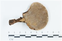 多孔菌屬藏品圖，第3張