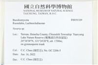 叉絲革菌屬藏品圖，第2張