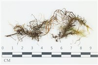 登錄號:F0039213藏品圖，第1張