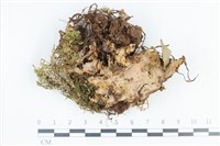 登錄號:F0039218藏品圖，第1張