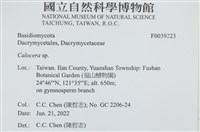 膠角耳屬藏品圖，第2張