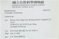 齒脈菌屬藏品圖，第1張