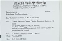 台灣小勞里菌藏品圖，第2張
