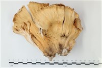 登錄號:F0039235藏品圖，第3張