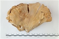登錄號:F0039235藏品圖，第1張