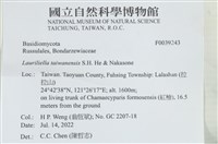 台灣小勞里菌藏品圖，第2張