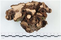 台灣小勞里菌藏品圖，第3張