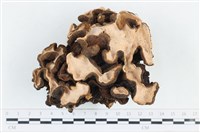 台灣小勞里菌藏品圖，第3張