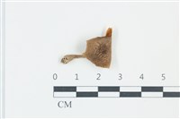 登錄號:F0039249藏品圖，第1張