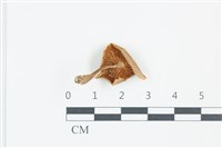 登錄號:F0039249藏品圖，第3張