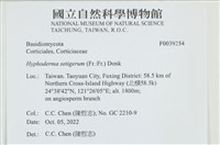 剛毛絲皮菌藏品圖，第1張