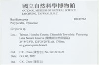 蠟孔菌屬藏品圖，第2張
