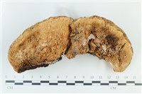 登錄號:F0039268藏品圖，第3張