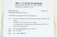 台灣小勞里菌藏品圖，第2張
