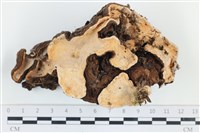 台灣小勞里菌藏品圖，第3張