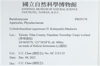阿根廷柱擔菌藏品圖，第2張