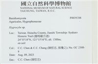 濕傘屬藏品圖，第1張