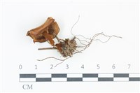 登錄號:F0039292藏品圖，第3張