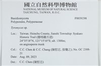 乾酪菌屬藏品圖，第2張