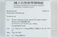 乾酪菌屬藏品圖，第2張