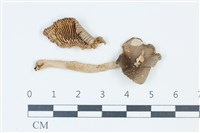 登錄號:F0039346藏品圖，第1張