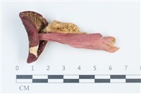 登錄號:F0039348藏品圖，第1張
