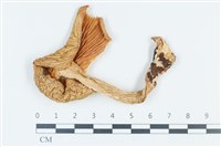 登錄號:F0039352藏品圖，第1張