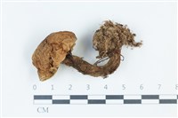 登錄號:F0039354藏品圖，第1張