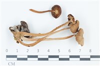 登錄號:F0039357藏品圖，第1張