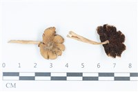 登錄號:F0039364藏品圖，第1張