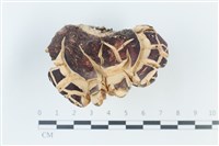 登錄號:F0039367藏品圖，第1張