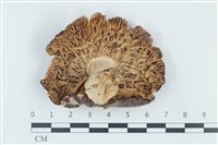 登錄號:F0039367藏品圖，第3張