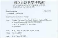 暗鱗環柄菇藏品圖，第2張