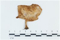 登錄號:F0039375藏品圖，第1張