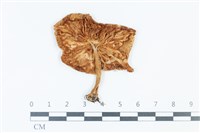 登錄號:F0039375藏品圖，第3張