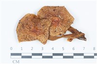 登錄號:F0039377藏品圖，第1張