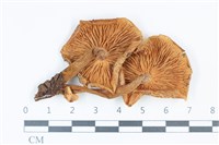 登錄號:F0039377藏品圖，第3張