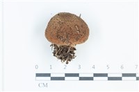 登錄號:F0039382藏品圖，第1張